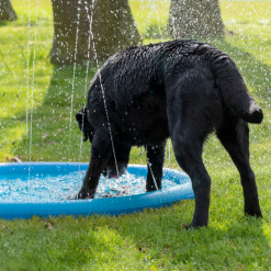 CoolPets Splash Pool Sproeier -hondenvoer Verkoopwinkel 259033