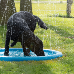 CoolPets Splash Pool Sproeier -hondenvoer Verkoopwinkel 259039