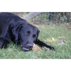 Dental Ears Small 12st 12 St -hondenvoer Verkoopwinkel 260573