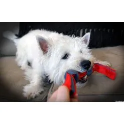 Dogzilla Dino Tug Medium 13cm 13 Dogzilla Dino Tug Medium 13cm -hondenvoer Verkoopwinkel 262822