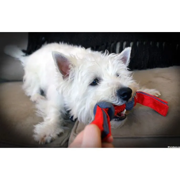 Dogzilla Dino Tug Medium 13cm 8 Dogzilla Dino Tug Medium 13cm - Afbeelding 6