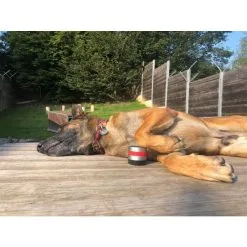 RelaxoPet PRO Dog -hondenvoer Verkoopwinkel 267462