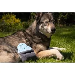 CoolPets Cooling Ice Penguin -hondenvoer Verkoopwinkel 273446