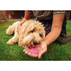 Coolpets Dog Ice Mix Strawberry 8 Coolpets Dog Ice Mix Strawberry -hondenvoer Verkoopwinkel 278836