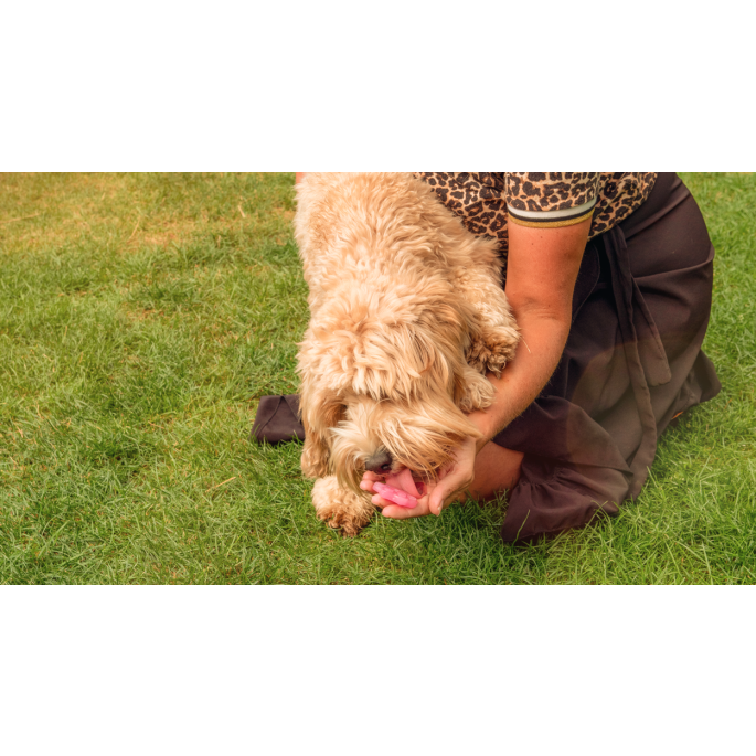 Coolpets Dog Ice Mix Strawberry 5 Coolpets Dog Ice Mix Strawberry - Afbeelding 3