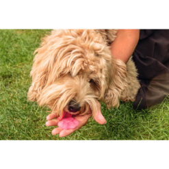 Coolpets Dog Ice Mix Strawberry 10 Coolpets Dog Ice Mix Strawberry -hondenvoer Verkoopwinkel 278838