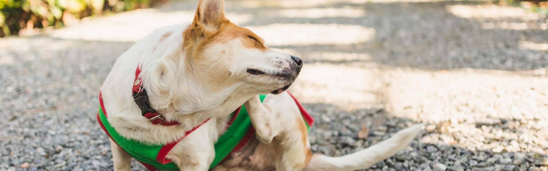 hondenvoer Verkoopwinkel -hondenvoer Verkoopwinkel banner275
